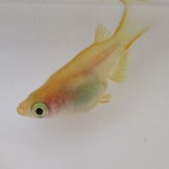 決まりました。メダカ「紅帝ダルマ」有精卵 20個＋αの画像