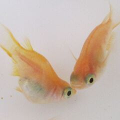 決まりました。メダカ「紅帝ダルマ」有精卵 20個＋αの画像