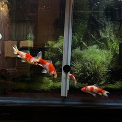 一旦受付終了金魚の画像