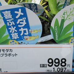 メダカ喜ぶ水草「ナガバオモダカ」の画像