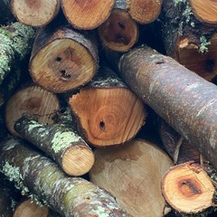 薪などに　ケヤキ原木　　の画像