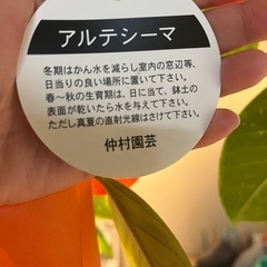 観葉植物   アルテシーマの画像
