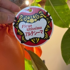 観葉植物   アルテシーマの画像