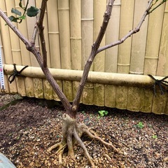 金柑 ② ぷちまるの画像