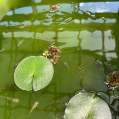 メダカの画像