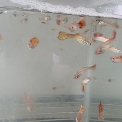 グッピー (オスメス ランダム)の画像