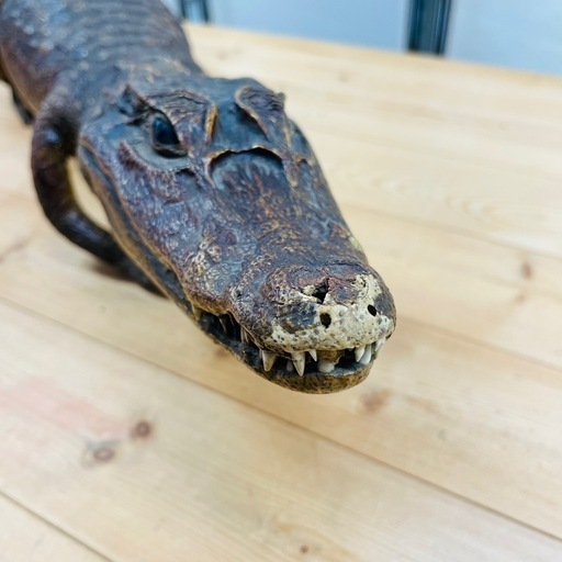ワニの剥製④