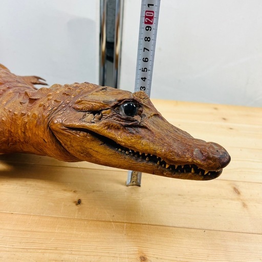 ワニの剥製⑤