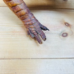 ワニの剥製⑤の画像