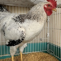 【急募】鶏/岡崎おうはん/里親