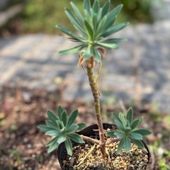 ユーフォルビア　カラキアス ポット苗の画像