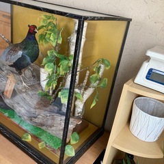キジ剥製の画像
