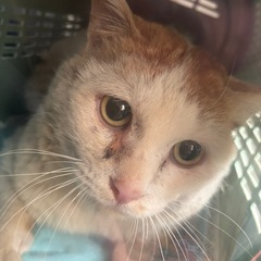 7～8歳の♂の茶白猫ちゃんです
