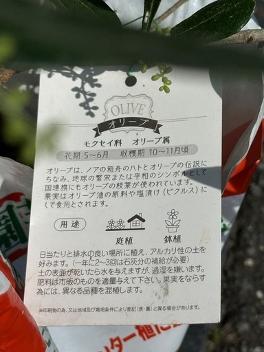 ?　ルッカ　オリーブの木　花芽が沢山❗️ 沢山開花してます❣️?