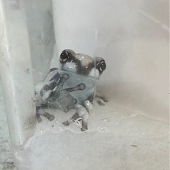 ミルキーフロッグ オタマジャクシ    10匹〜の画像