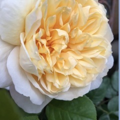 薔薇の苗木の画像