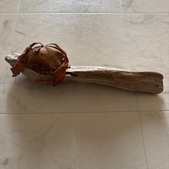 ドライになってしまったビガクシダ
の画像
