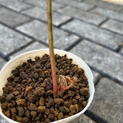 [取引中]抜根しました！牡丹と南天(牡丹苗木付き) の画像