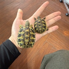 ヒガシヘルマンリクガメ