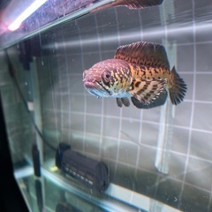 バイオレットスネークヘッド
の画像