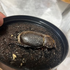 カブトムシ、ヘラクレスメス単品の画像