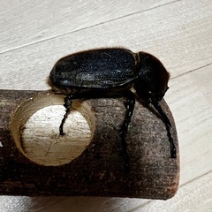 OAKS血統カブトムシ、ヘラクレスメス単品の画像