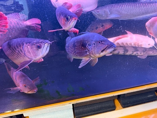 アロワナ