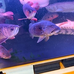 アロワナの画像
