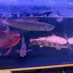 アロワナの画像