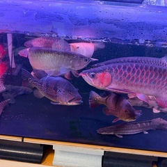 アロワナの画像
