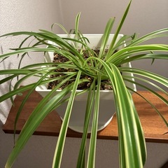 観葉植物🪴オリヅルランの画像