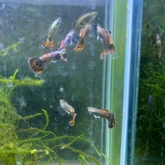 【熱帯魚】レッドモザイクグッピー  ペアの画像