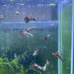 【熱帯魚】レッドモザイクグッピー  ペアの画像