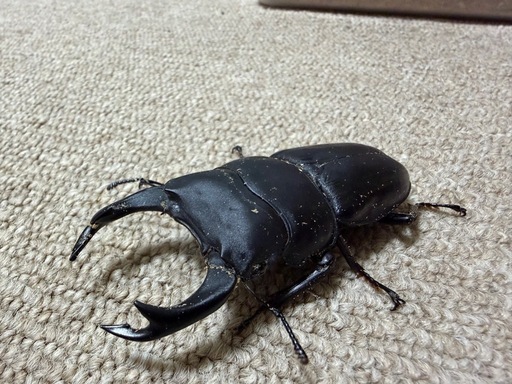 値下げ☆ラスト出品☆能勢YGオオクワガタ　♂♀ペア 価格の安い国産オオクワガタ ペア 能勢YG オス76.7mm O17 / アクア