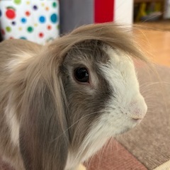おもちちゃん（1歳半）🍡ホーランドロップ − 広島県