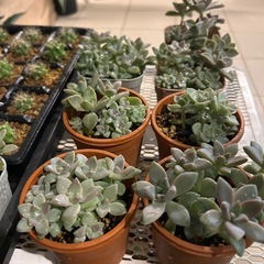 可愛い　多肉植物の画像