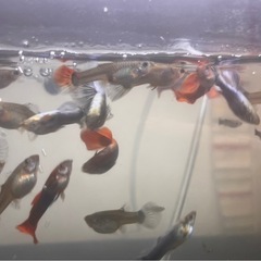 グッピーの画像