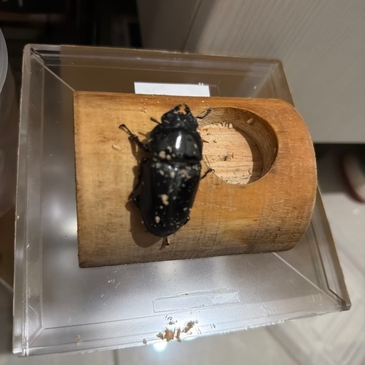 国産オオクワガタ　2ペア  奈良輪川西