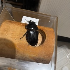 国産オオクワガタ　ペア
の画像