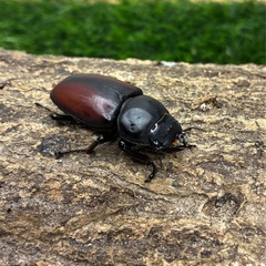 【大型個体】ドンキエールコクワガタ　ドンキエル・ドンキエル（赤ドンキ・赤ドン）♂♀♀3匹セット の画像