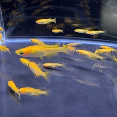楊貴妃　メダカの画像