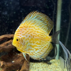 熱帯魚　
ディスカス　3匹セット　の画像