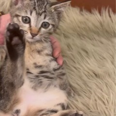 スーパーキュート♡キジちゃん女の子♡生後2ヶ月