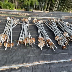 ハザ掛け三脚 6セット(１セット４個)の画像