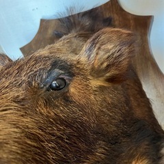 イノシシの剥製 壁掛け可能の画像