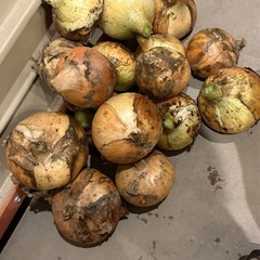 玉ねぎ　新玉　キロ単価100円　3キロから　の画像