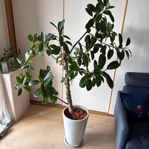 観葉植物 ゴムの木 フィカス 【公式通販】