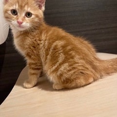 ロンくん😺里親様募集🧡💛