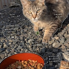 キジトラ兄弟🐈