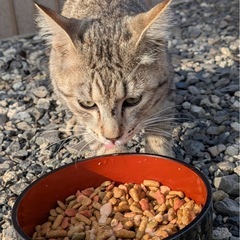 キジトラ兄弟🐈 - 羽島市
